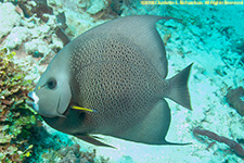 gray angelfish